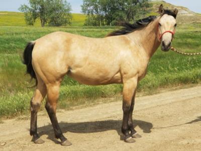 Ms Boon Topaz <BR> AQHA 5892873